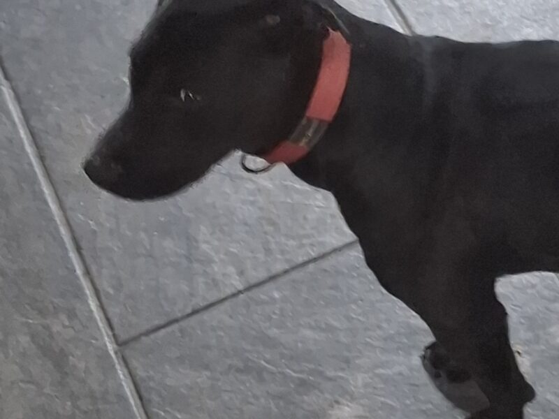 ZOE