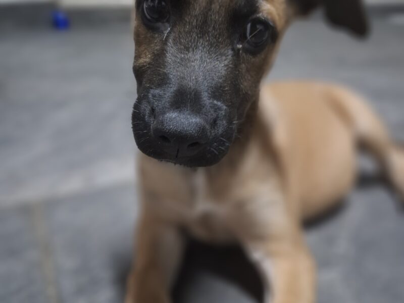 CORA