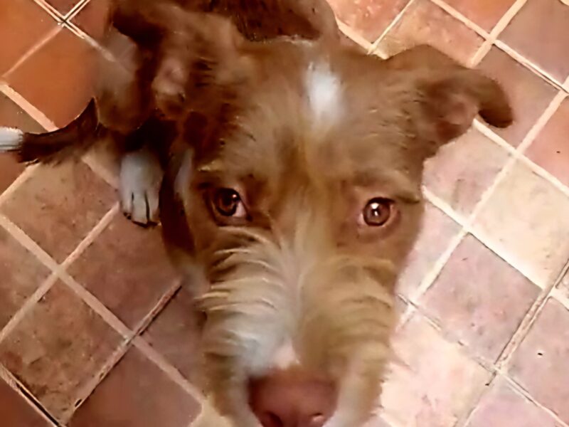 MOKA