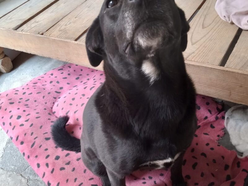 BLACKY