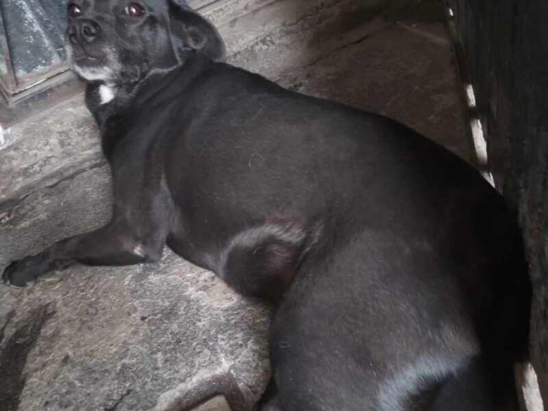 BLACKY