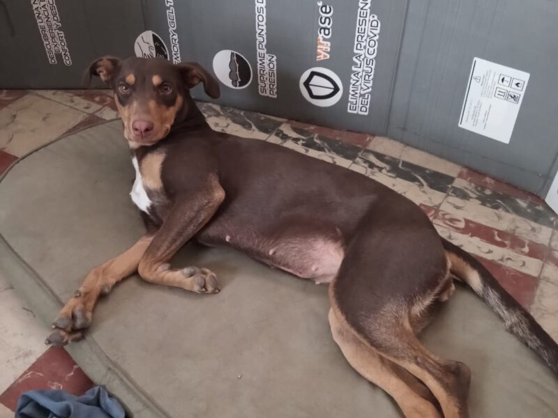 CANELA