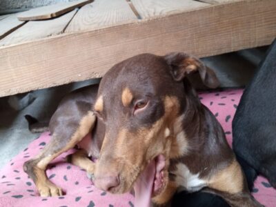 CANELA