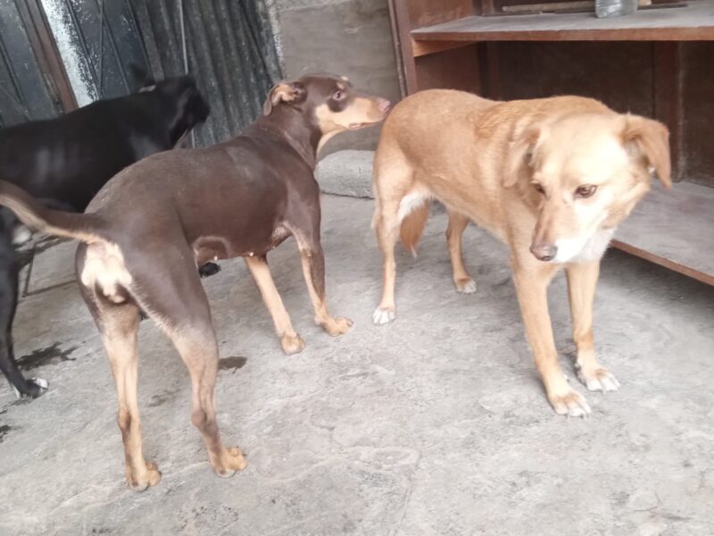 CANELA