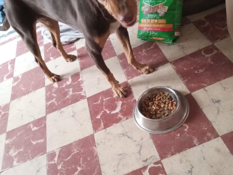 CANELA