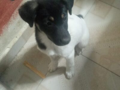 NEGRITA
