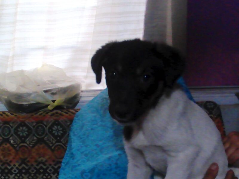 NEGRITA