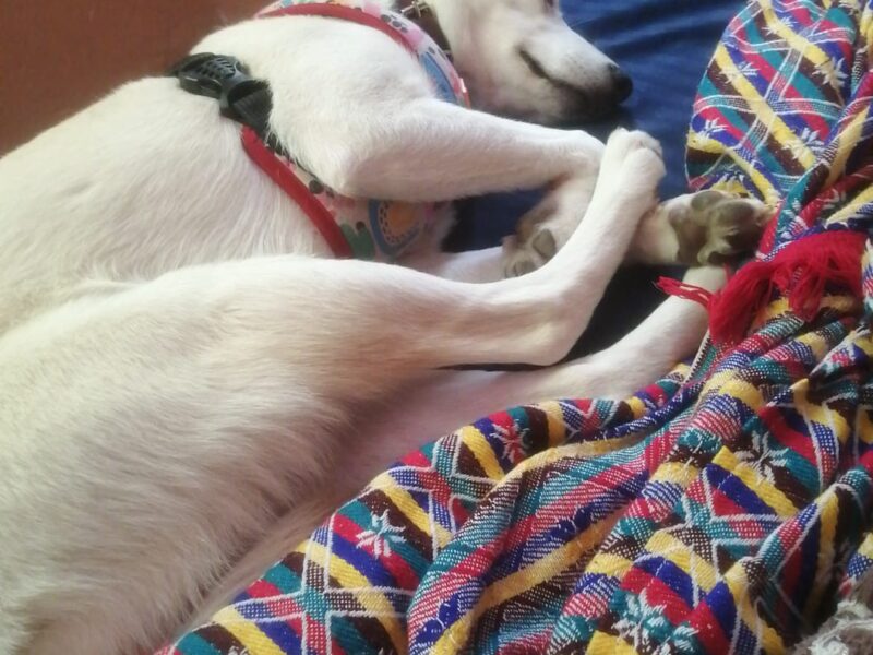 PEPITA