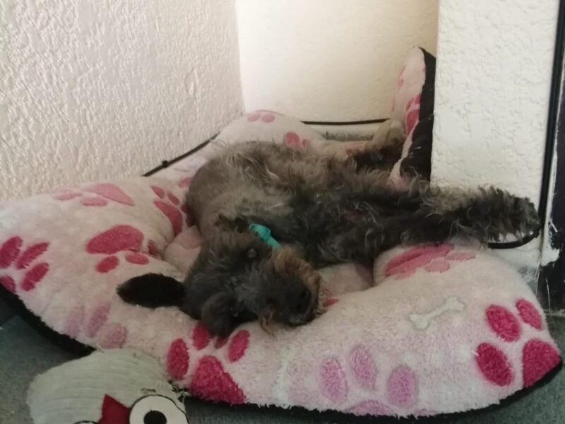 NALA