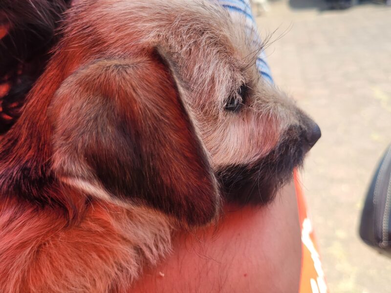 PELOS