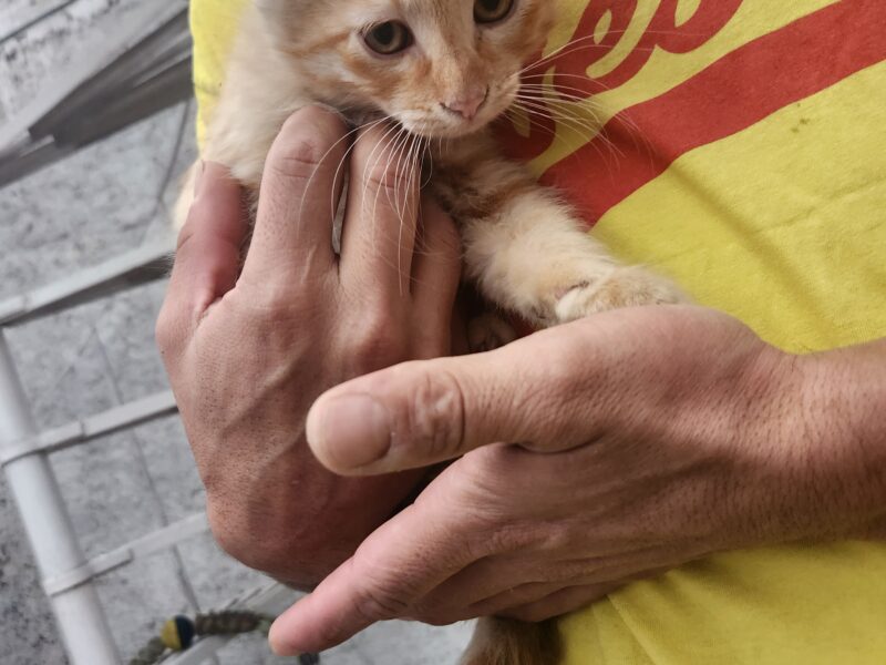 SIMBA