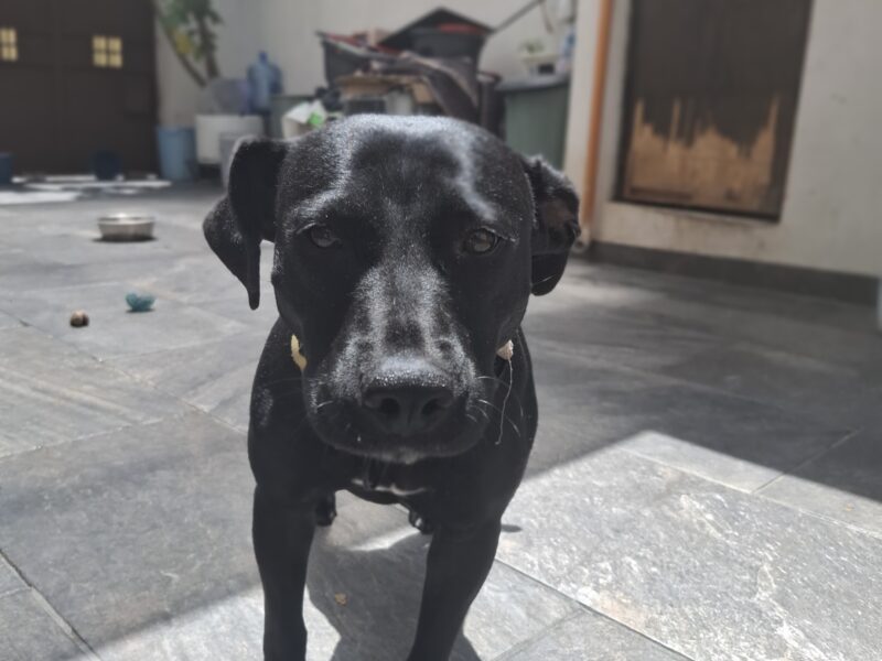 ZOE