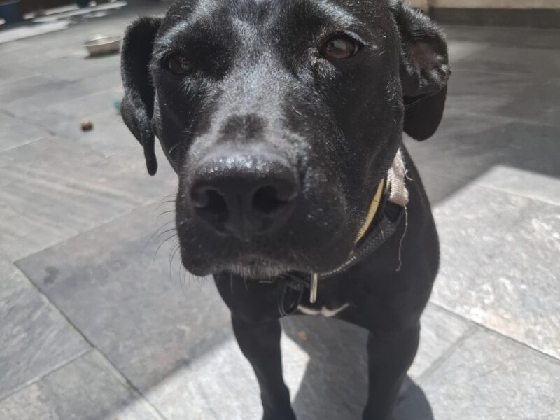 ZOE
