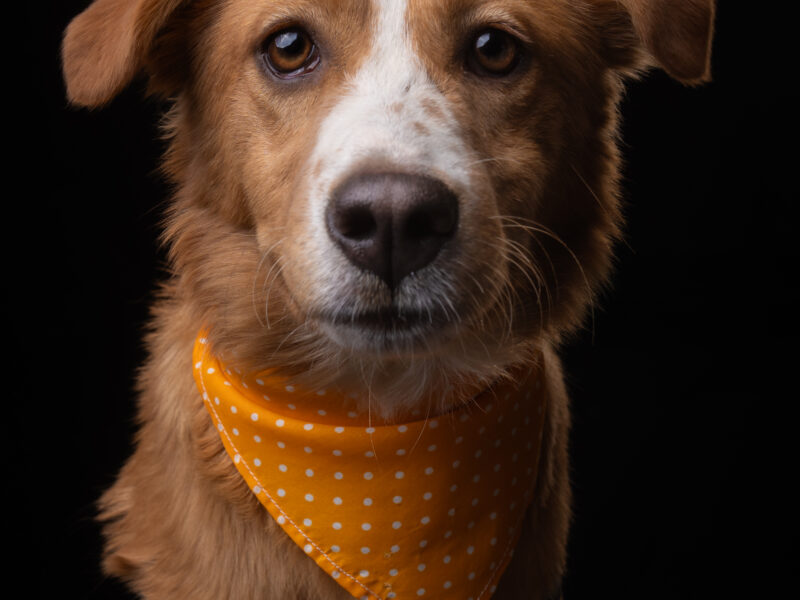 NALA