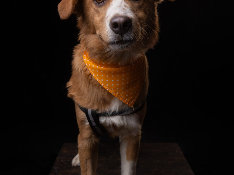 NALA