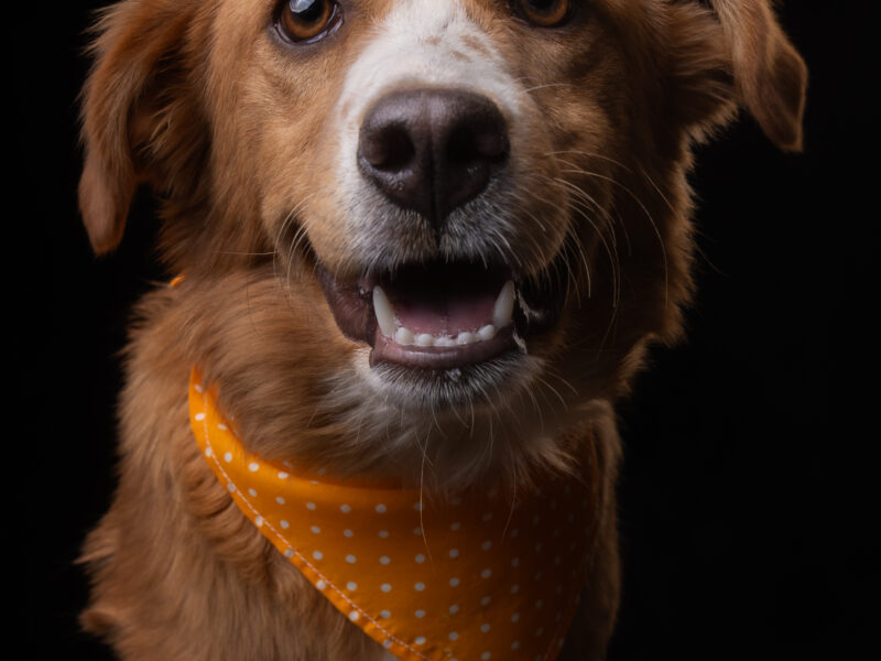 NALA