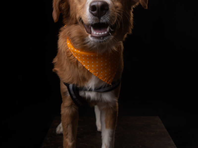 NALA