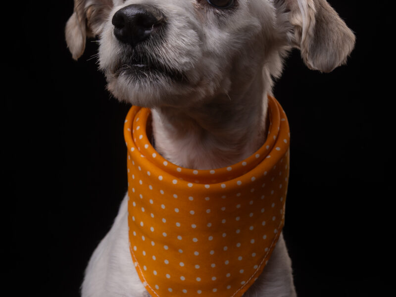 ARLO