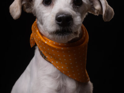 ARLO