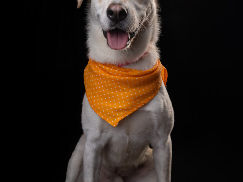 RUFUS