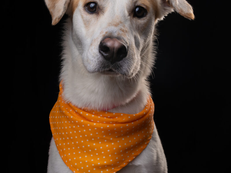 RUFUS