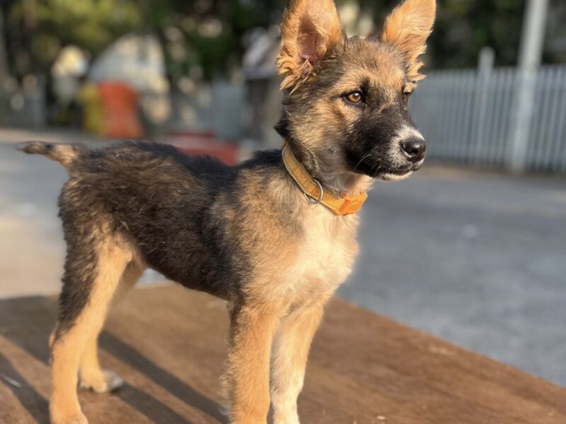 MIKA