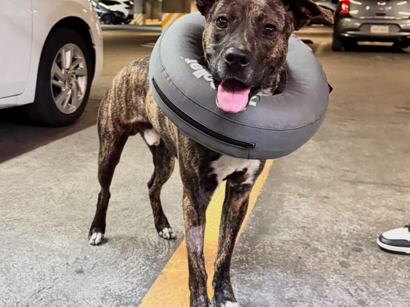 ZEUS