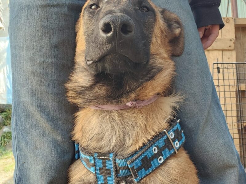 MILO