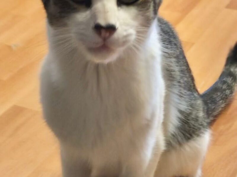 TIGRI