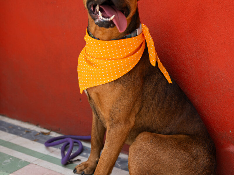CANELO