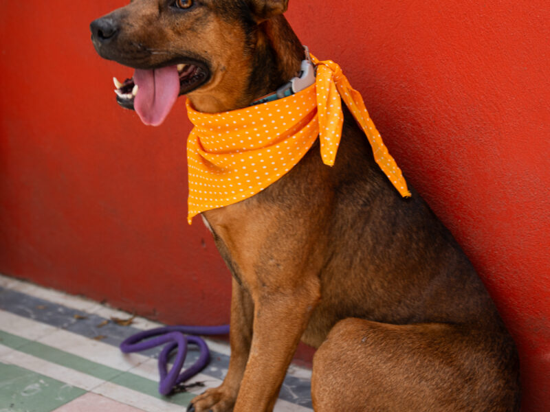 CANELO