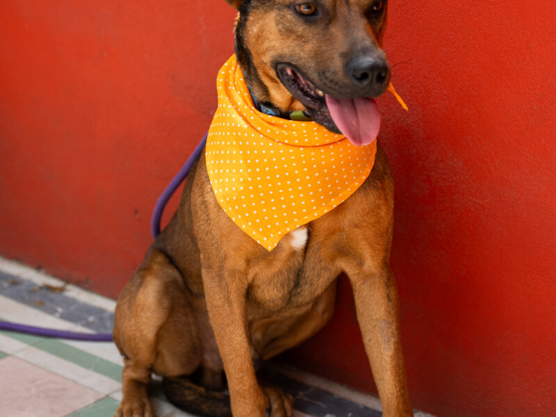 CANELO