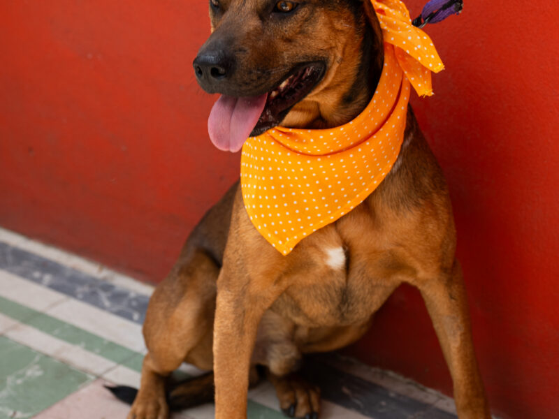 CANELO