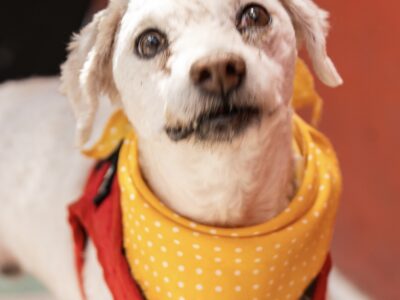 RINGO