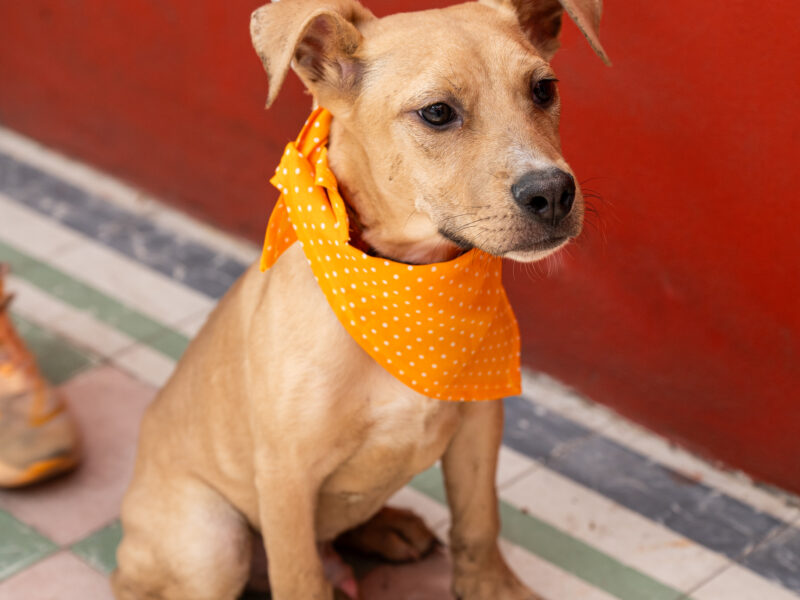MAXIMILIANO