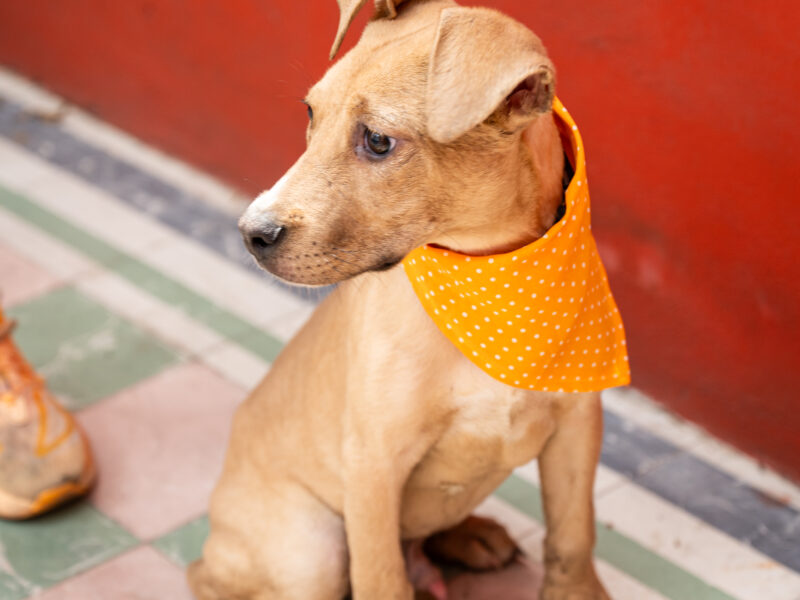 MAXIMILIANO
