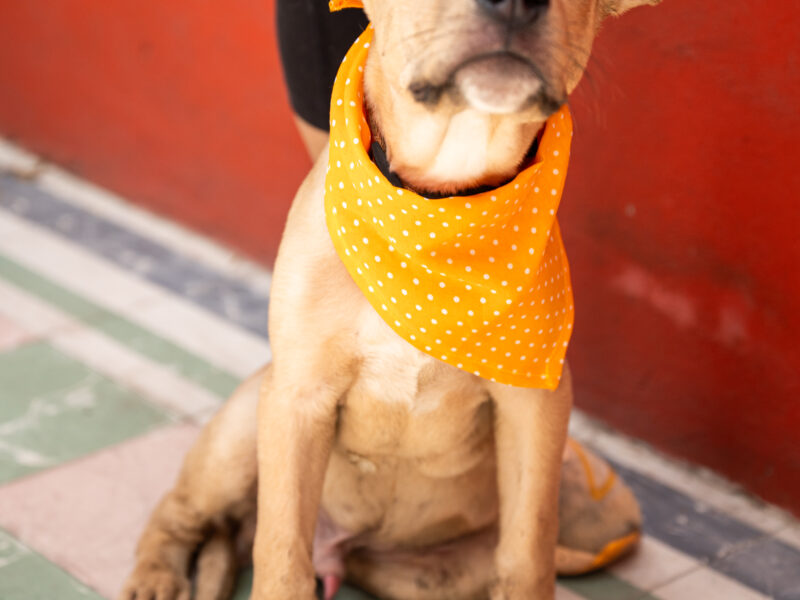 MAXIMILIANO