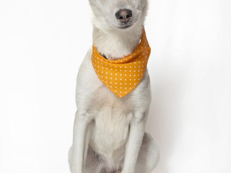 PEPITA