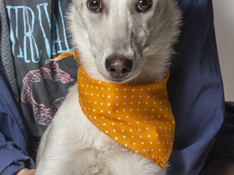 PEPITA