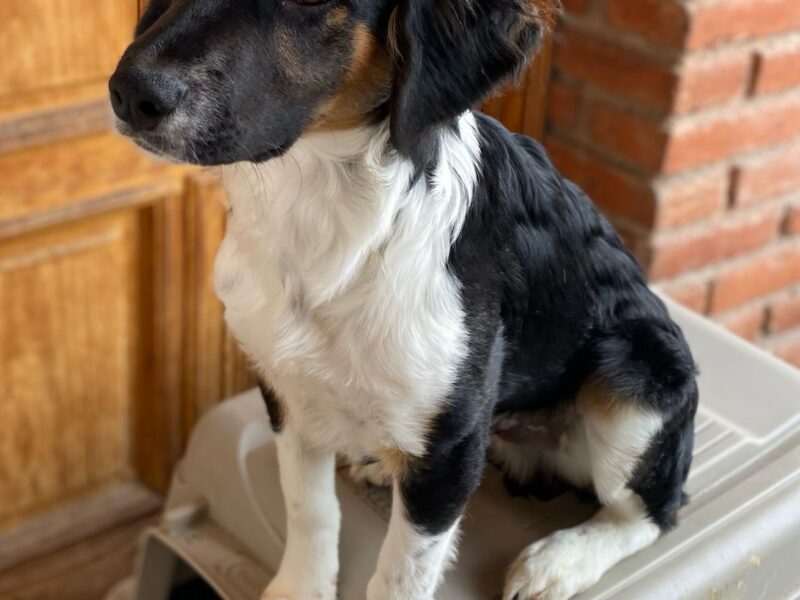 BENJIE