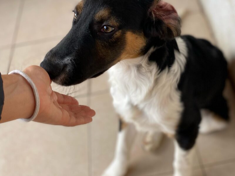 BENJIE
