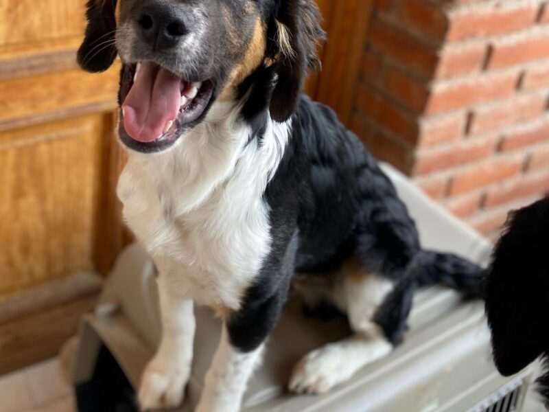 BENJIE