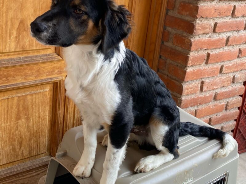 BENJIE