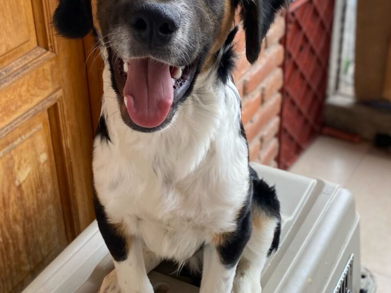 BENJIE