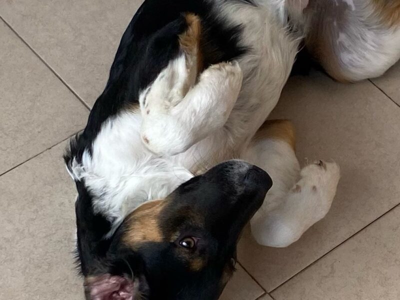 BENJIE
