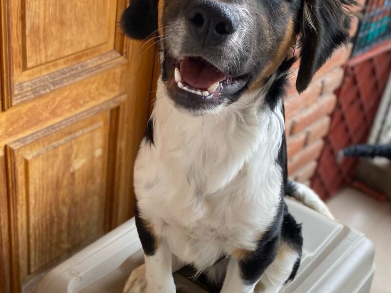 BENJIE