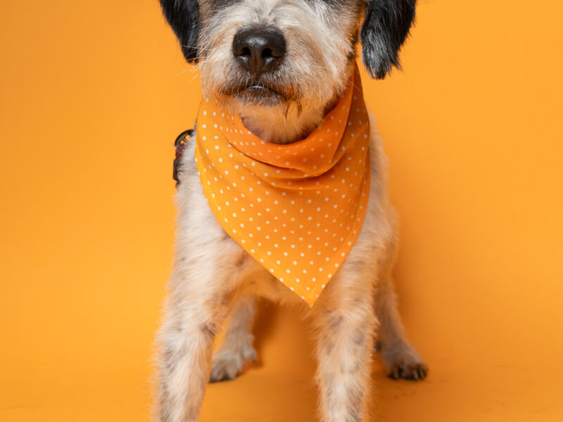 BENNY