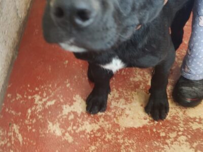 BLACKY