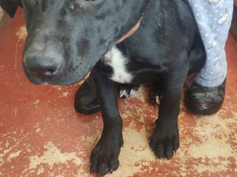 BLACKY