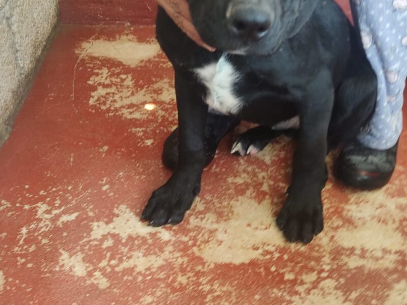 BLACKY
